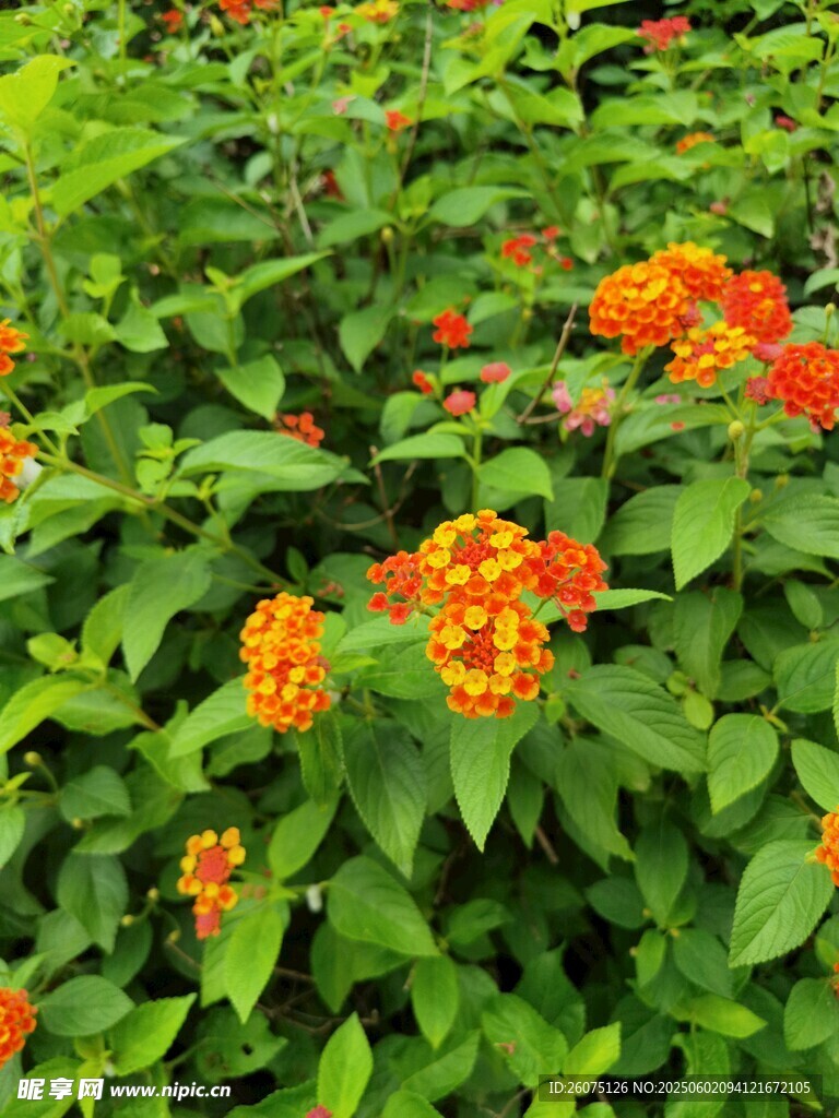 五色花