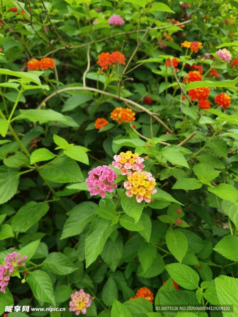 花叢