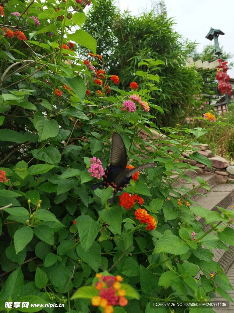 五色花