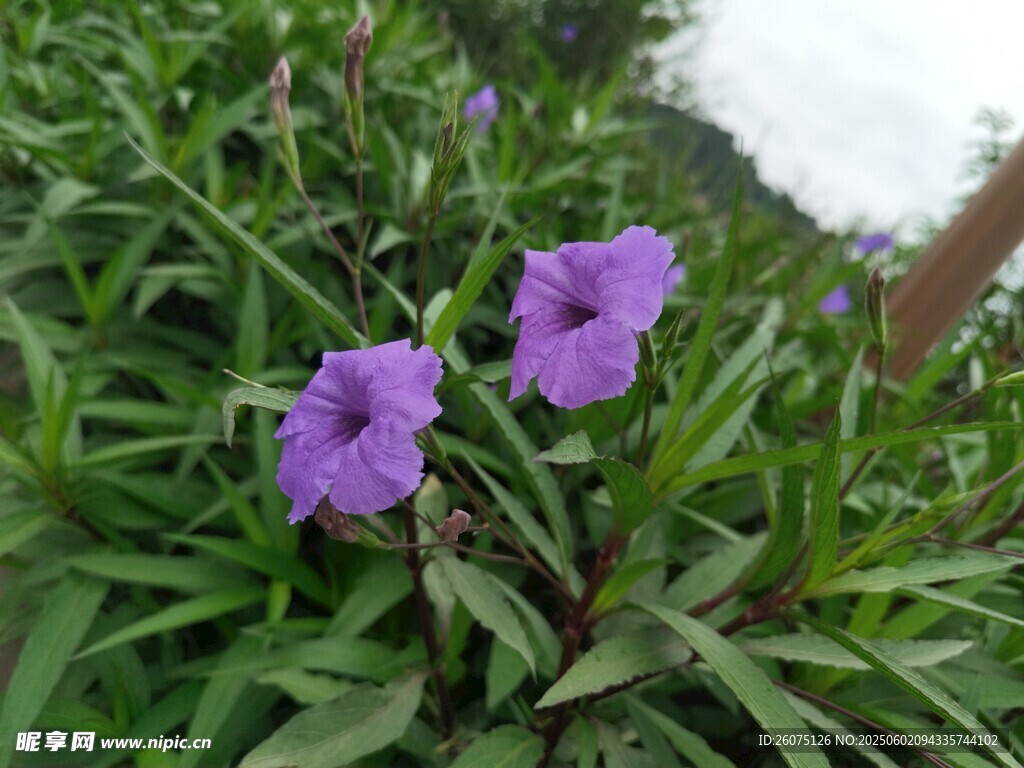 翠蘆莉