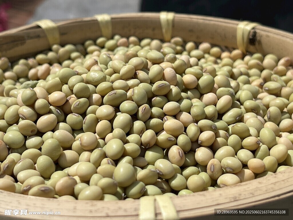 英德本地農家青豆