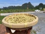 英德農家小青豆