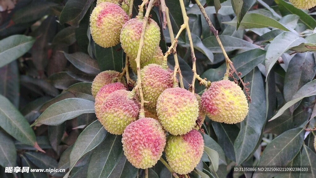 夏季荔枝妃子笑