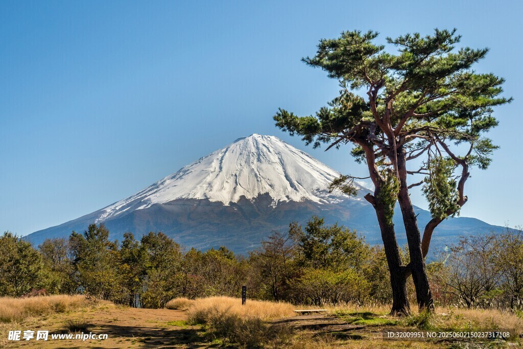 富士山 挺拔樹(shù)木