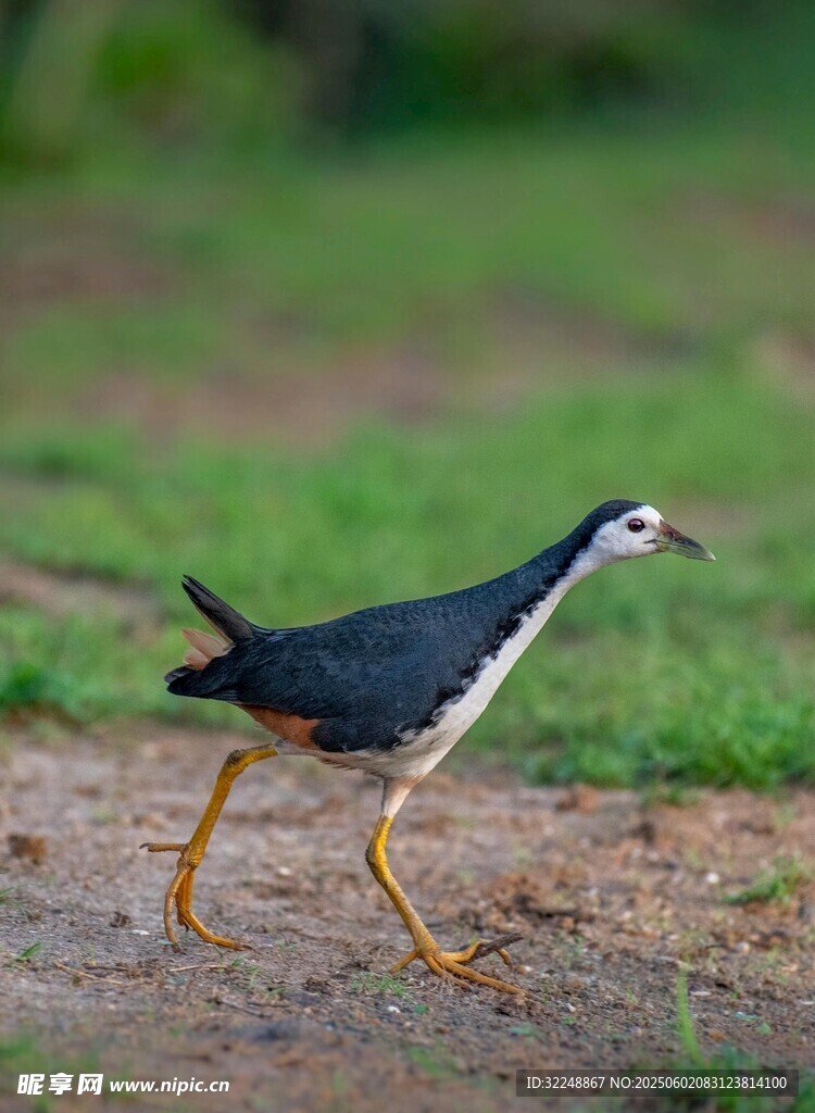 行走的水鳥