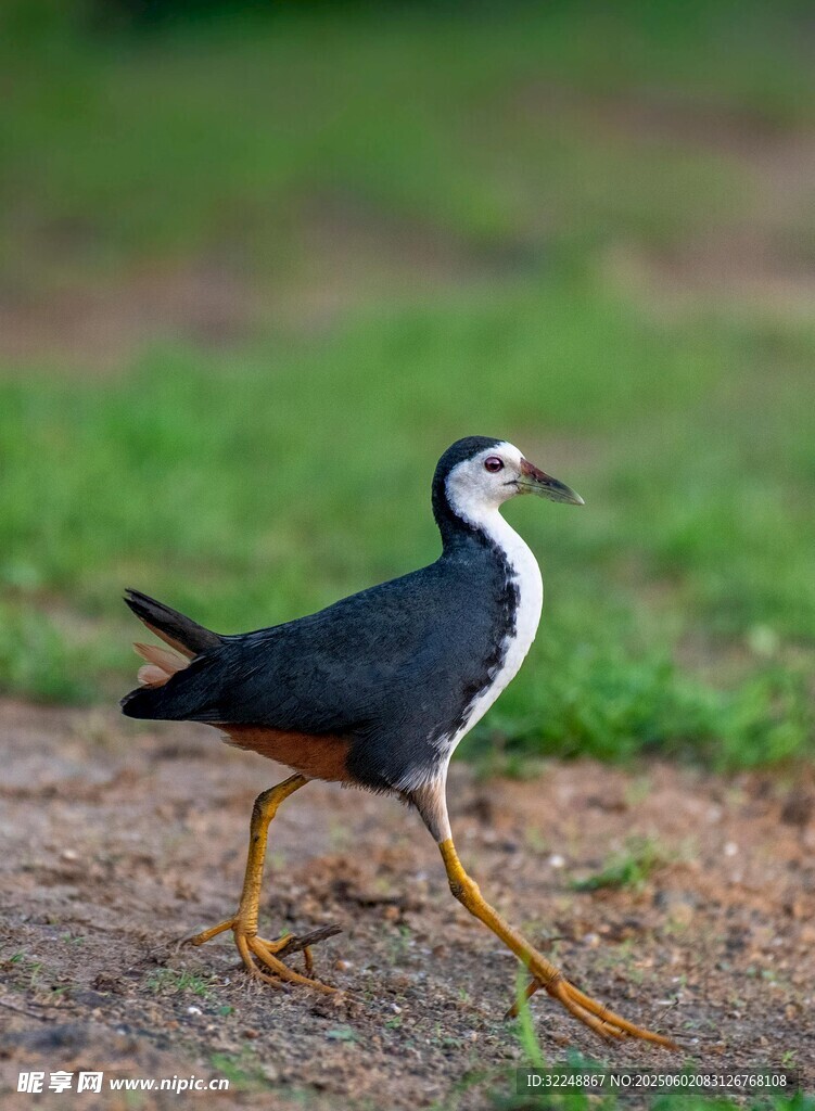 白胸苦惡鳥行走于地面