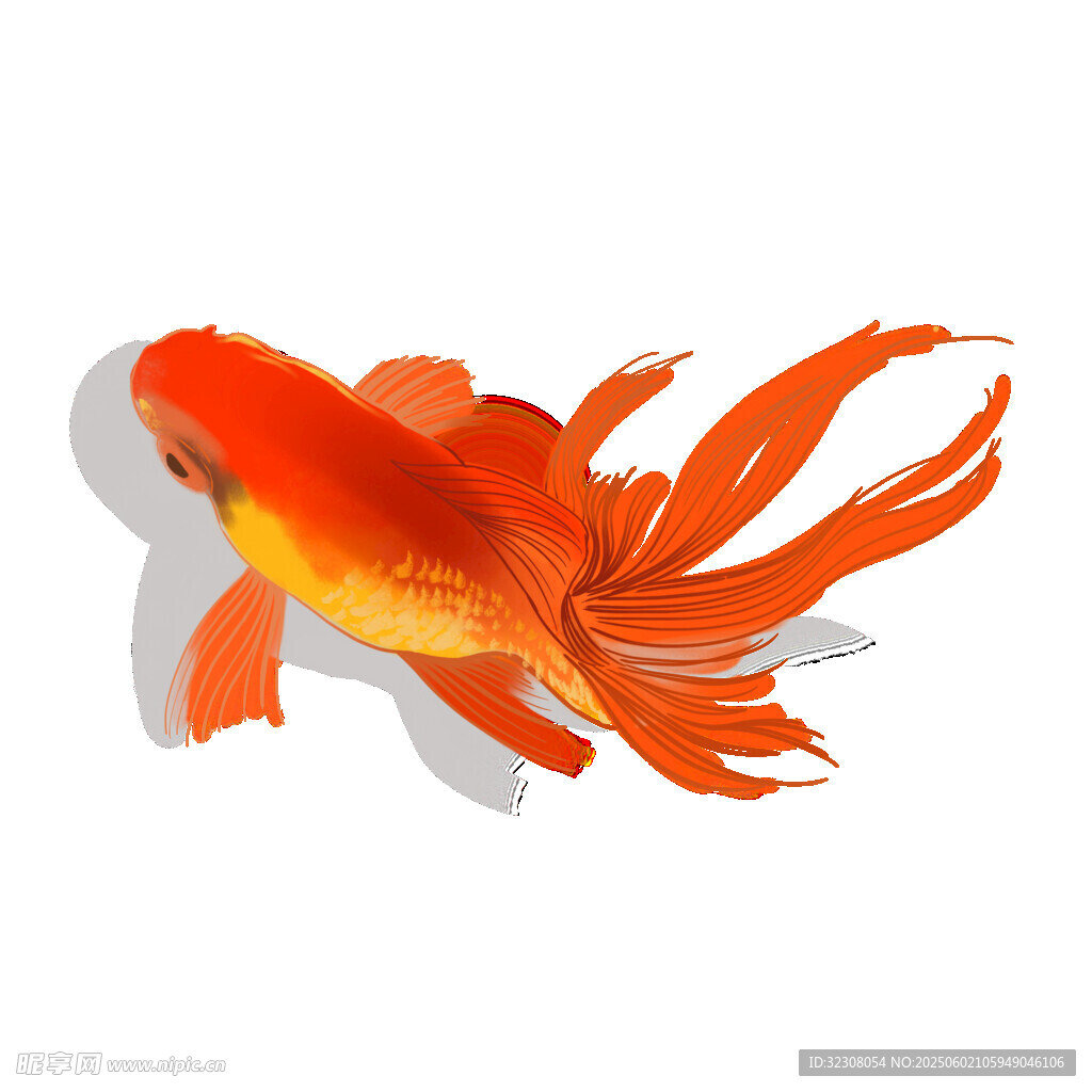 游動的橙紅色長尾金魚
