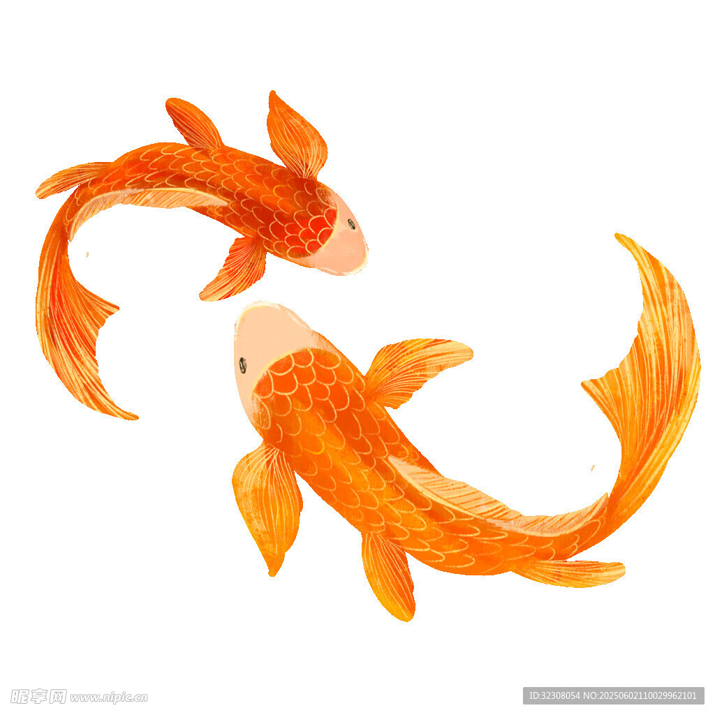 雙金魚水彩插畫