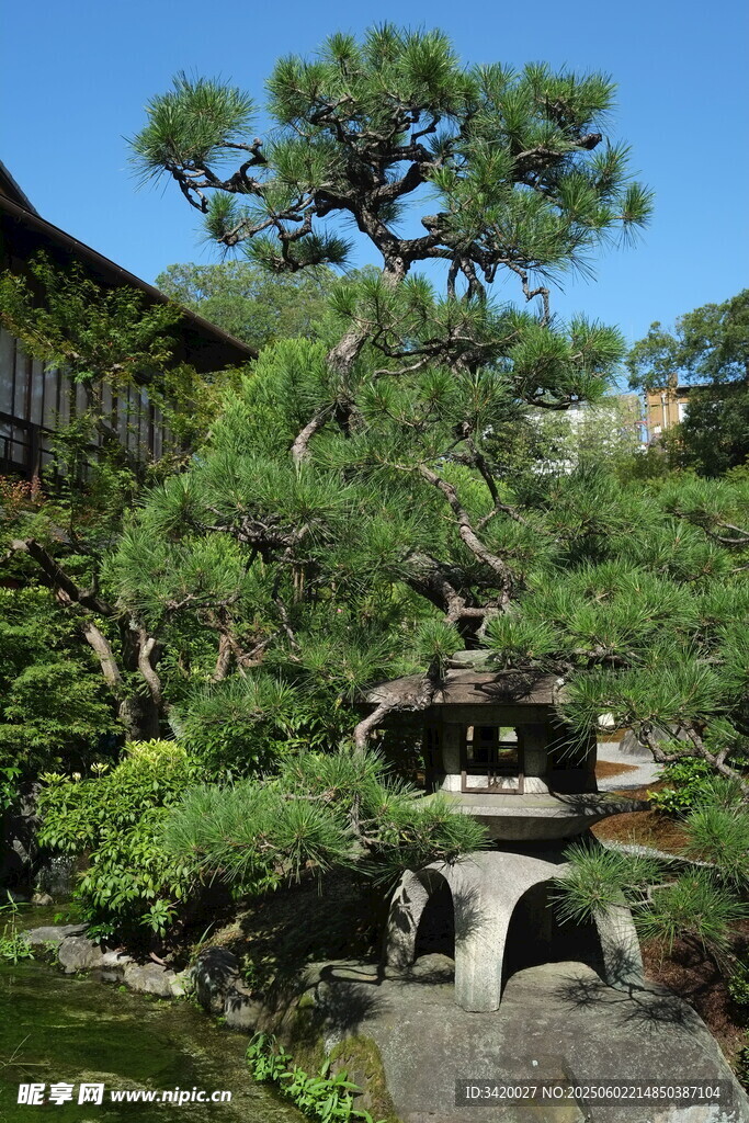 蒼松與石橋