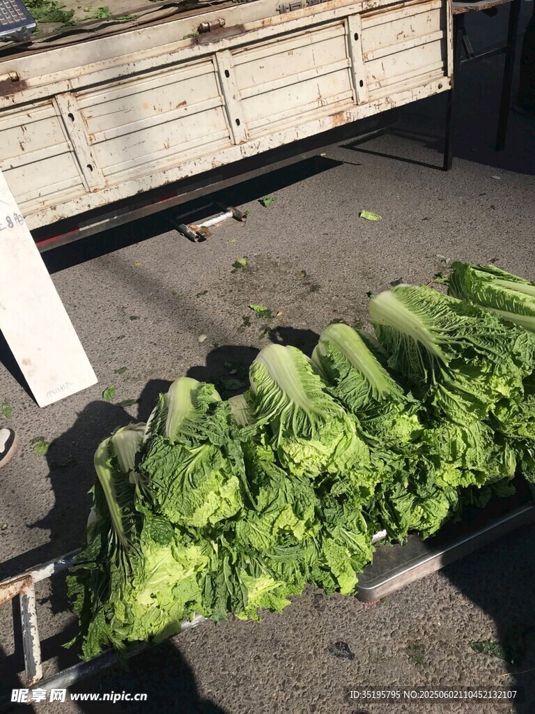 新鮮生菜整齊擺放