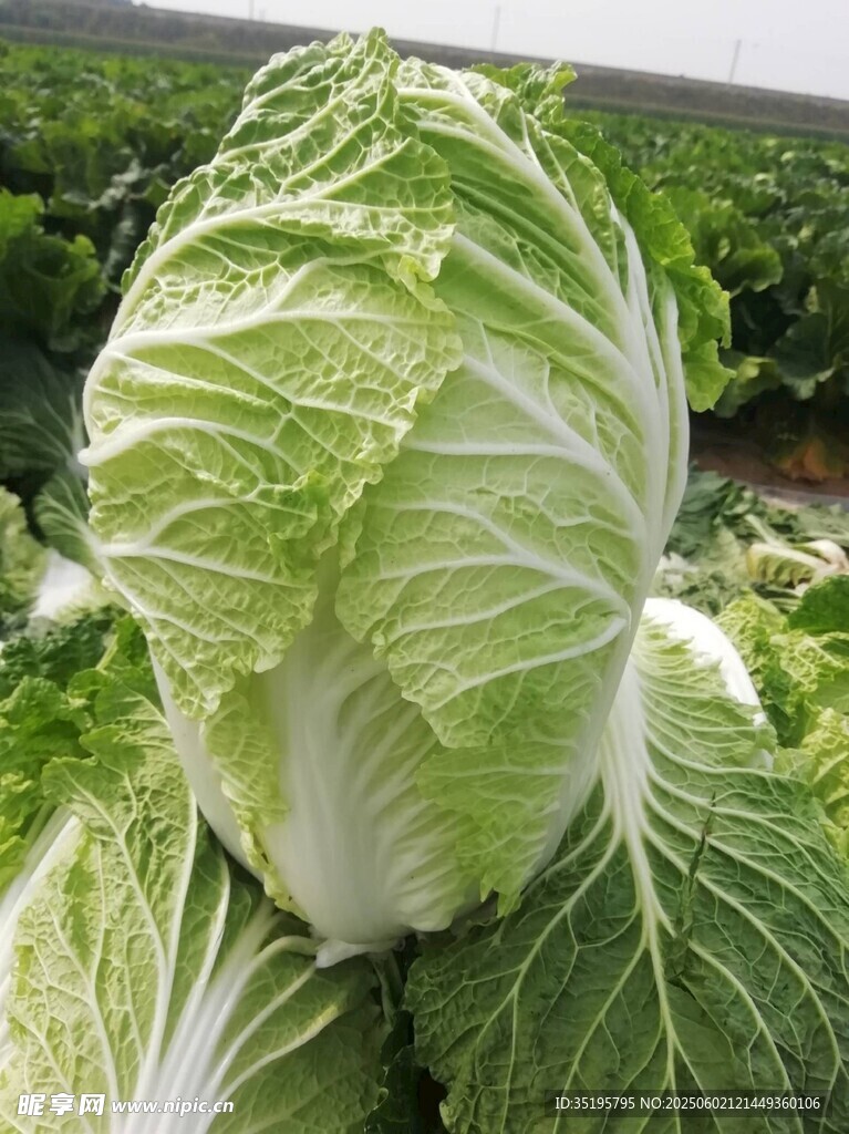 新鮮大白菜堆疊