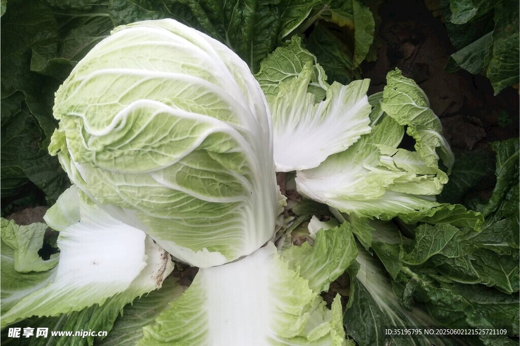 新鮮大白菜 菜葉飽滿