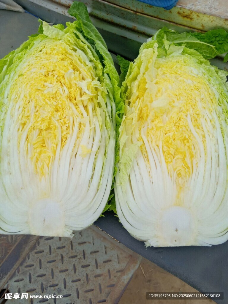 新鮮切開的娃娃菜