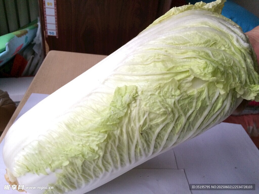 超大顆新鮮大白菜