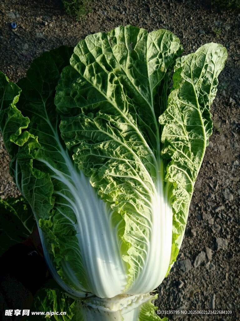 新鮮大白菜