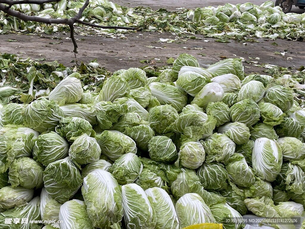 大量白菜堆積待售