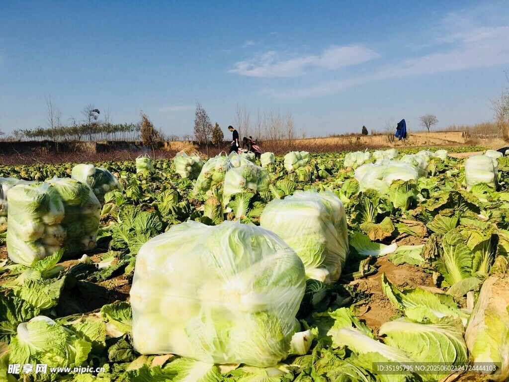 田間大白菜豐收景象