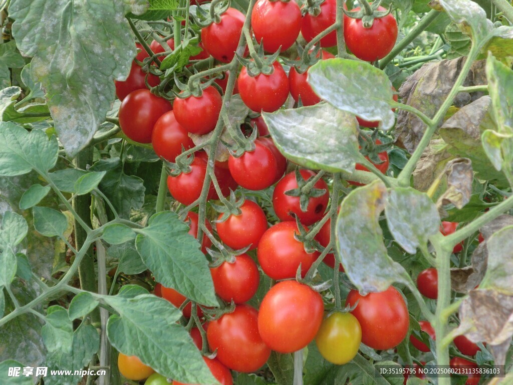 枝頭紅番茄 飽滿又誘人