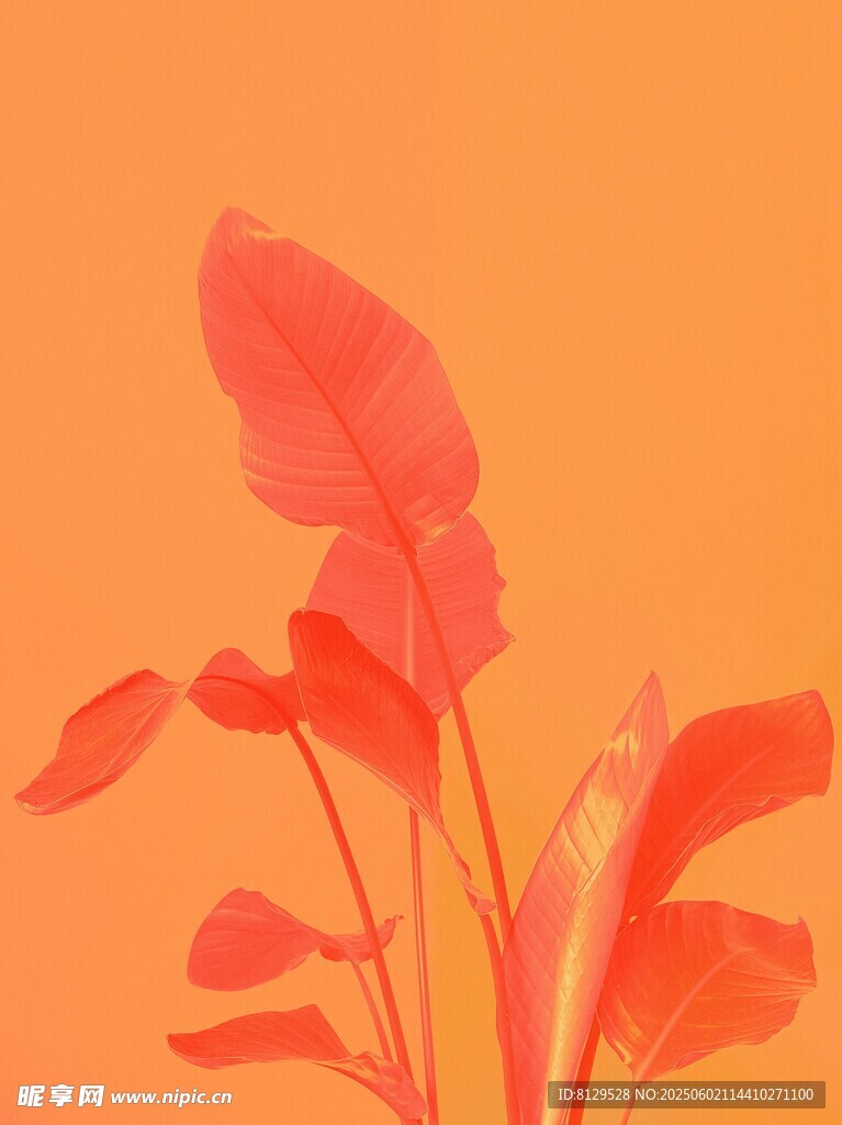 橙背景下的艷麗紅色植物