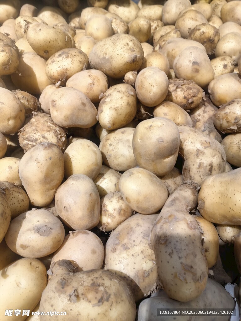 大量新鮮土豆堆成小山