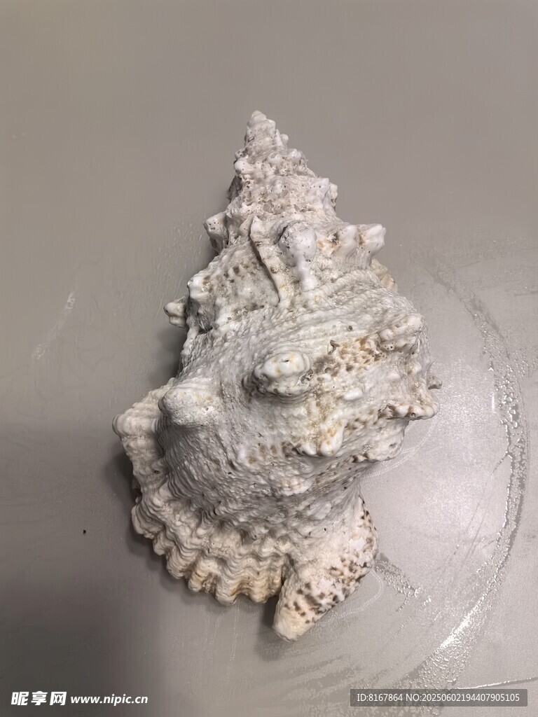 獨(dú)特造型的精美海螺