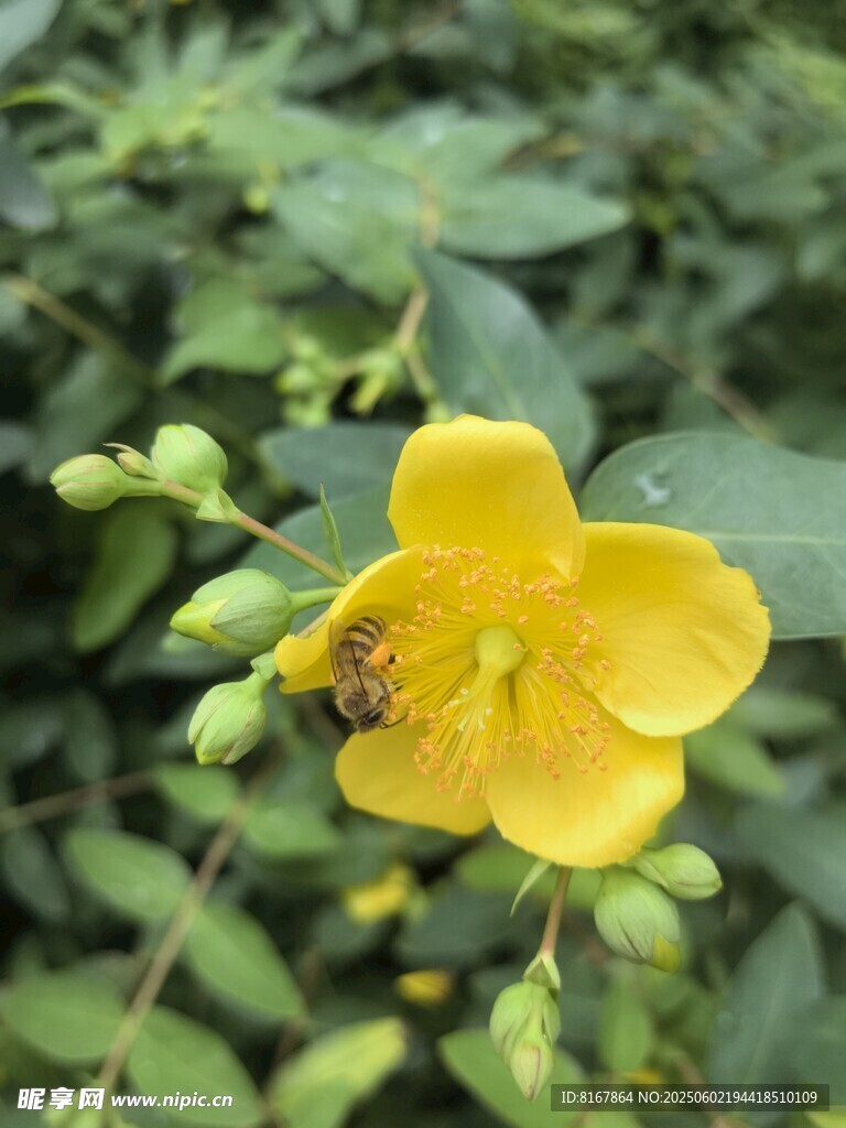 黃色小花上的蜜蜂