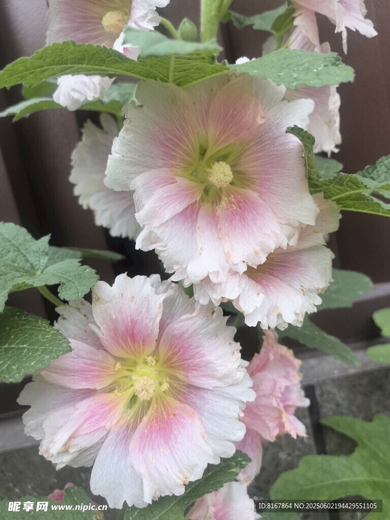 粉色蜀葵綻放
