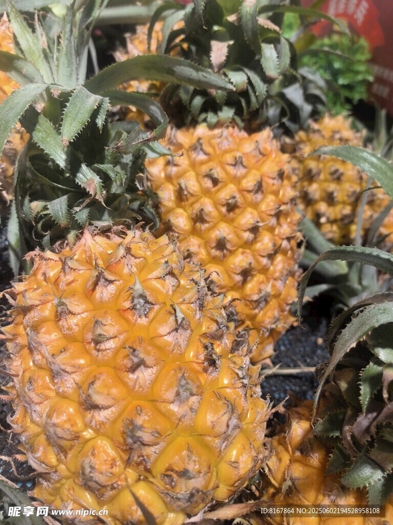 新鮮成熟的菠蘿果實