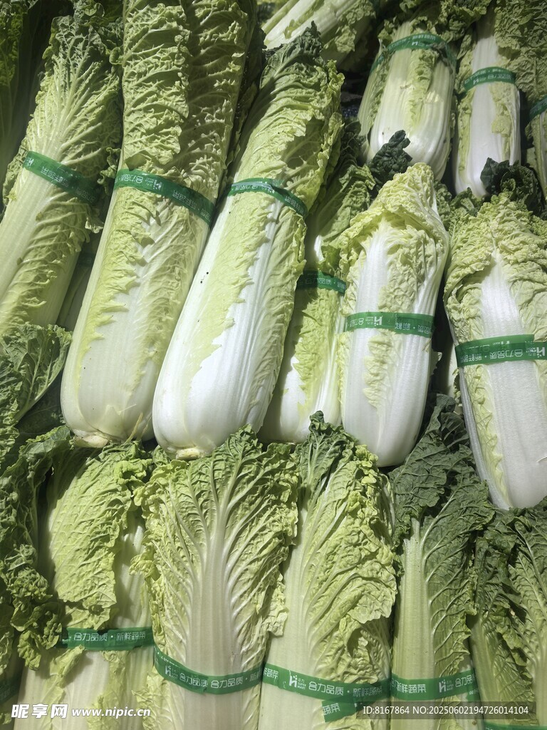 新鮮大白菜整齊堆放