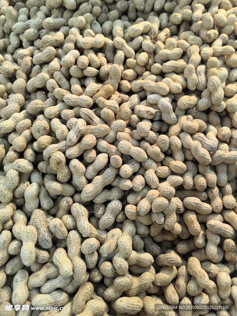 飽滿腰果特寫