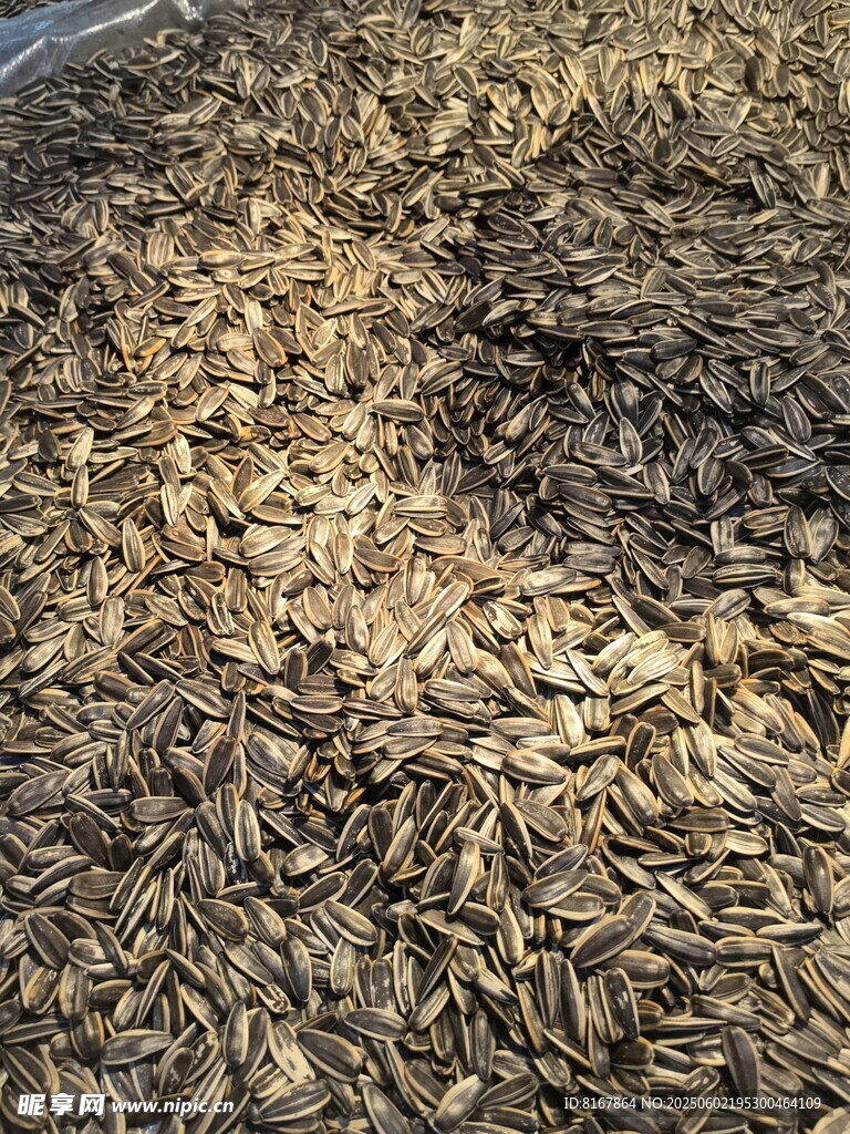 大量孜然粒特寫