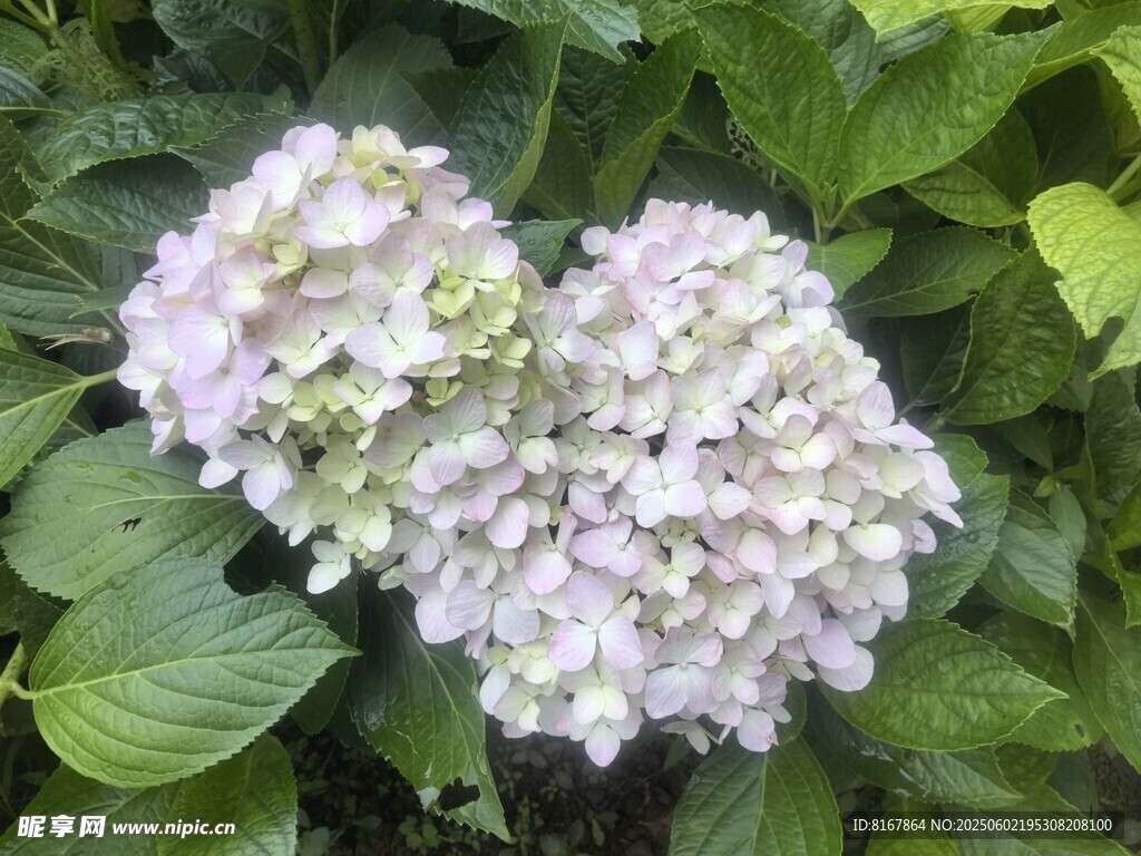 淡雅繡球花綻放綠葉間