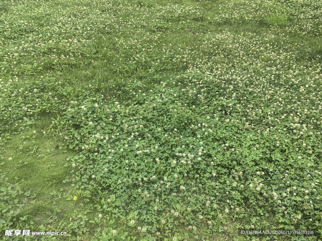 翠綠草地布滿細(xì)碎小花