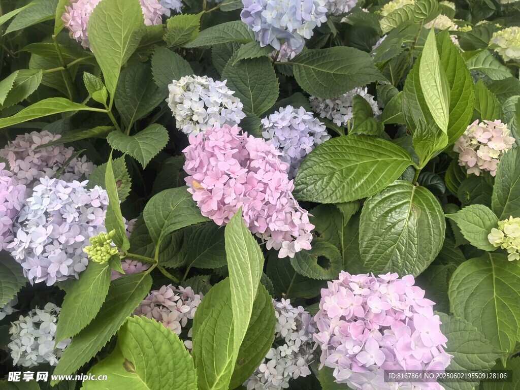 多彩繡球花綻放綠葉間