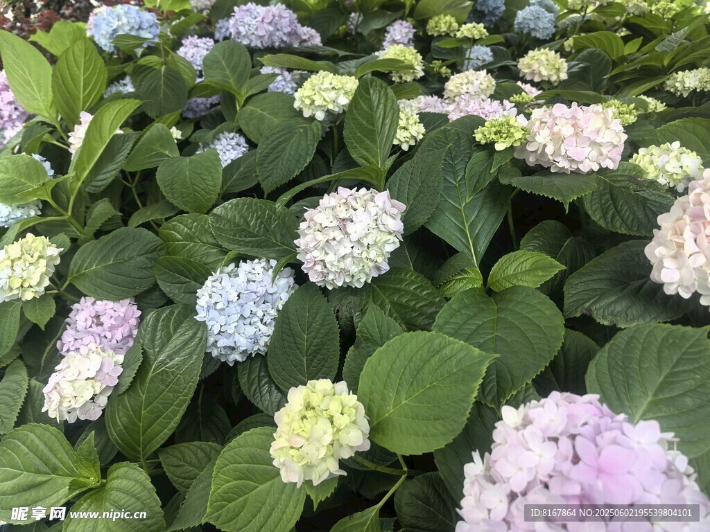 多彩繡球花綻放的美景