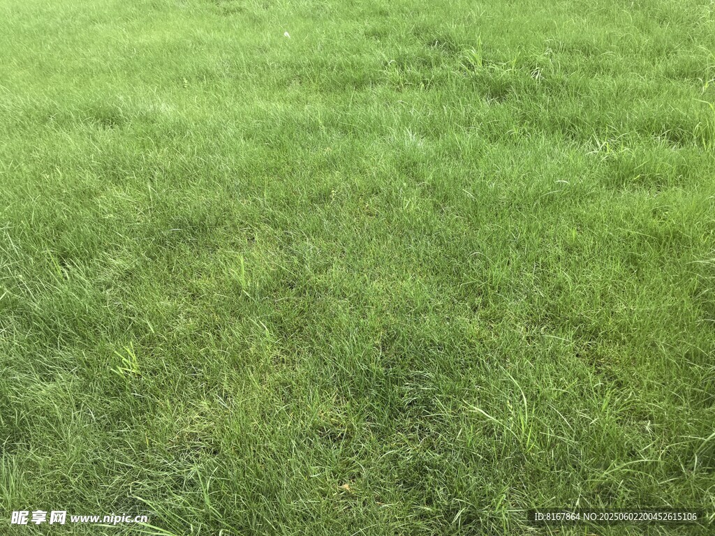 翠綠草地 清新自然景象