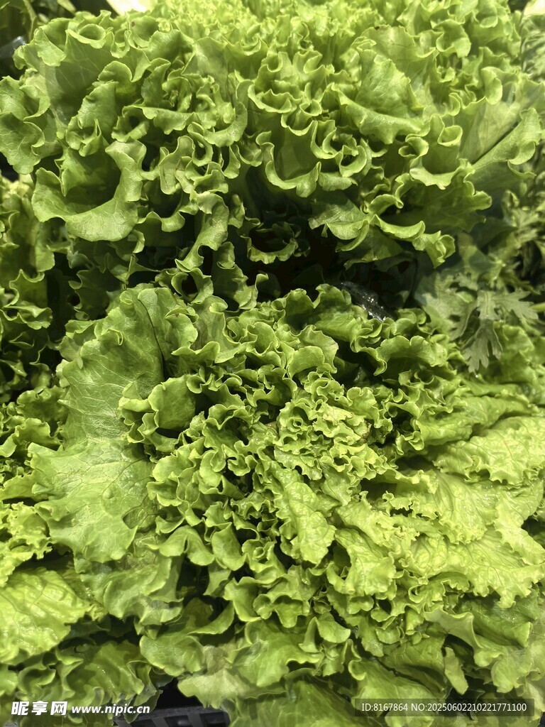 鮮嫩生菜特寫(xiě)