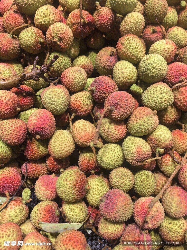 新鮮荔枝堆成小山