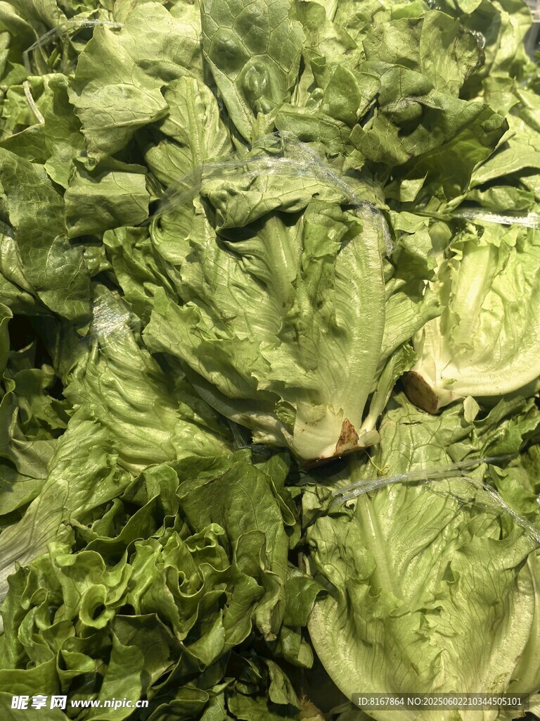 新鮮生菜葉
