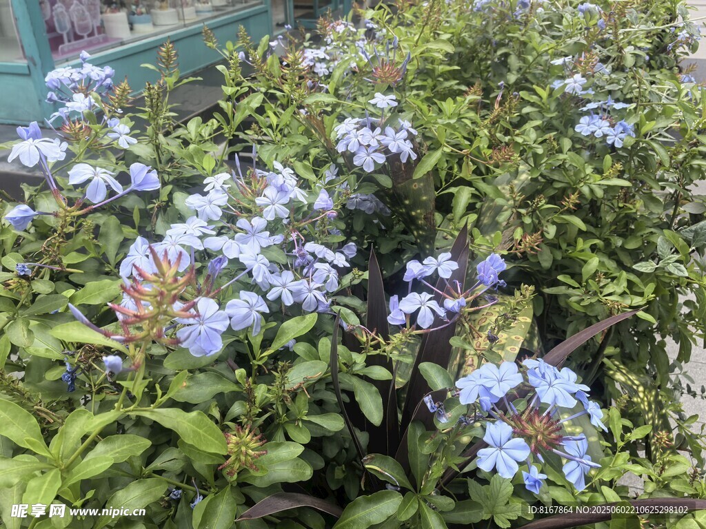 藍紫色小花綠植景觀