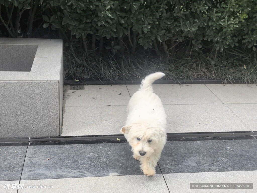 戶外行走的白色可愛小狗