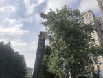 城市中綠樹與高樓相映