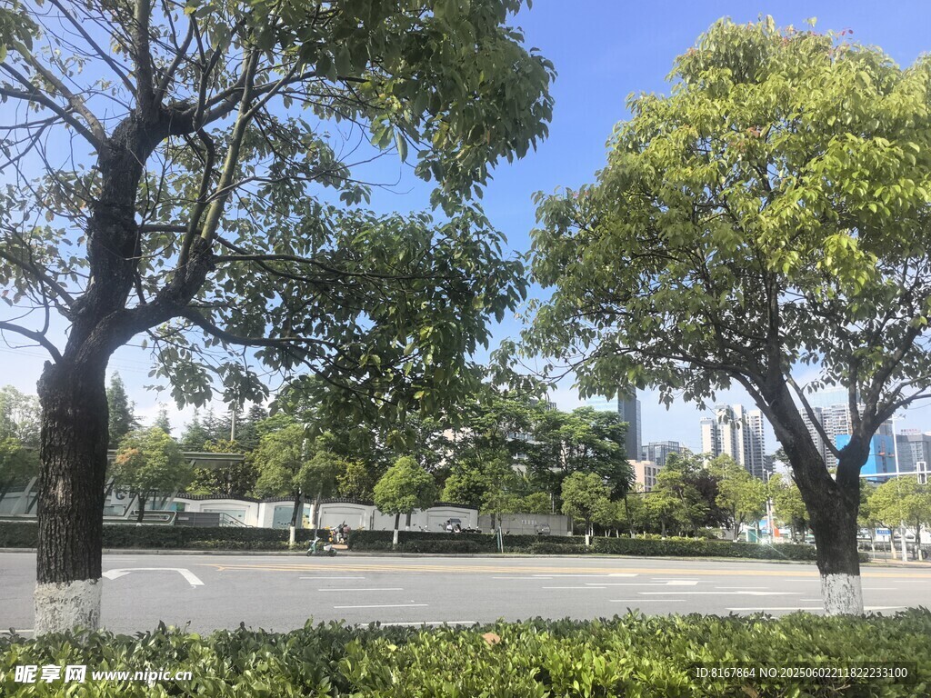 城市中的綠樹與開闊空間