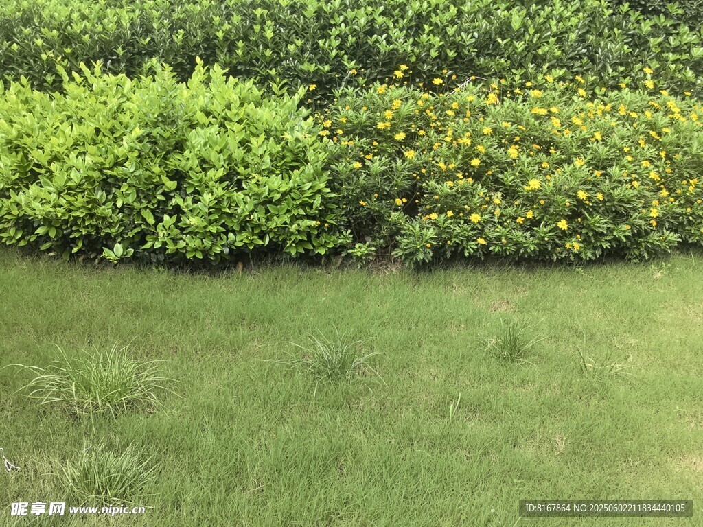 翠綠草坪與多彩灌木景觀