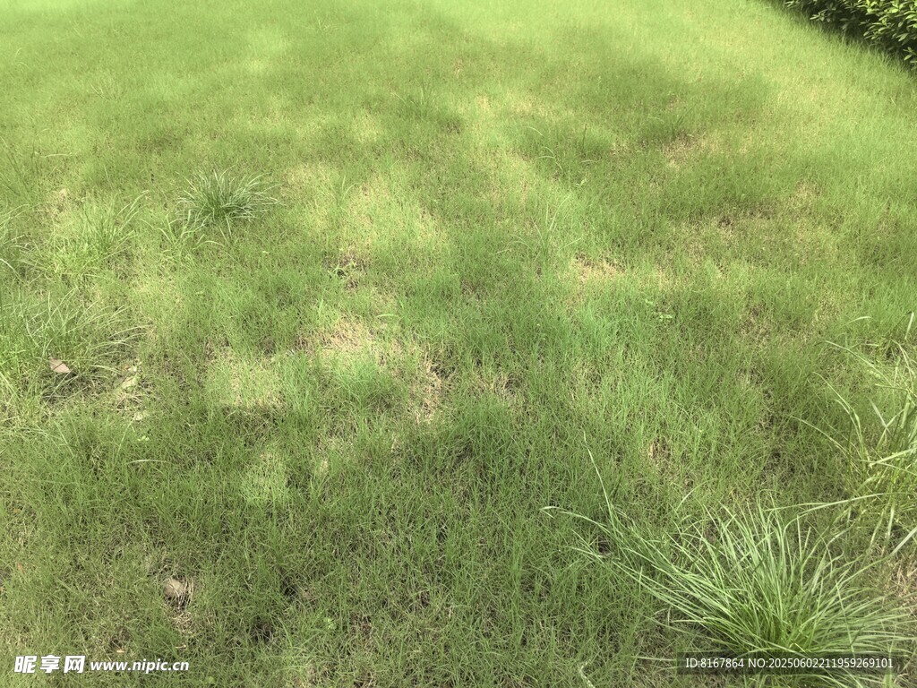 翠綠草地自然清新景象