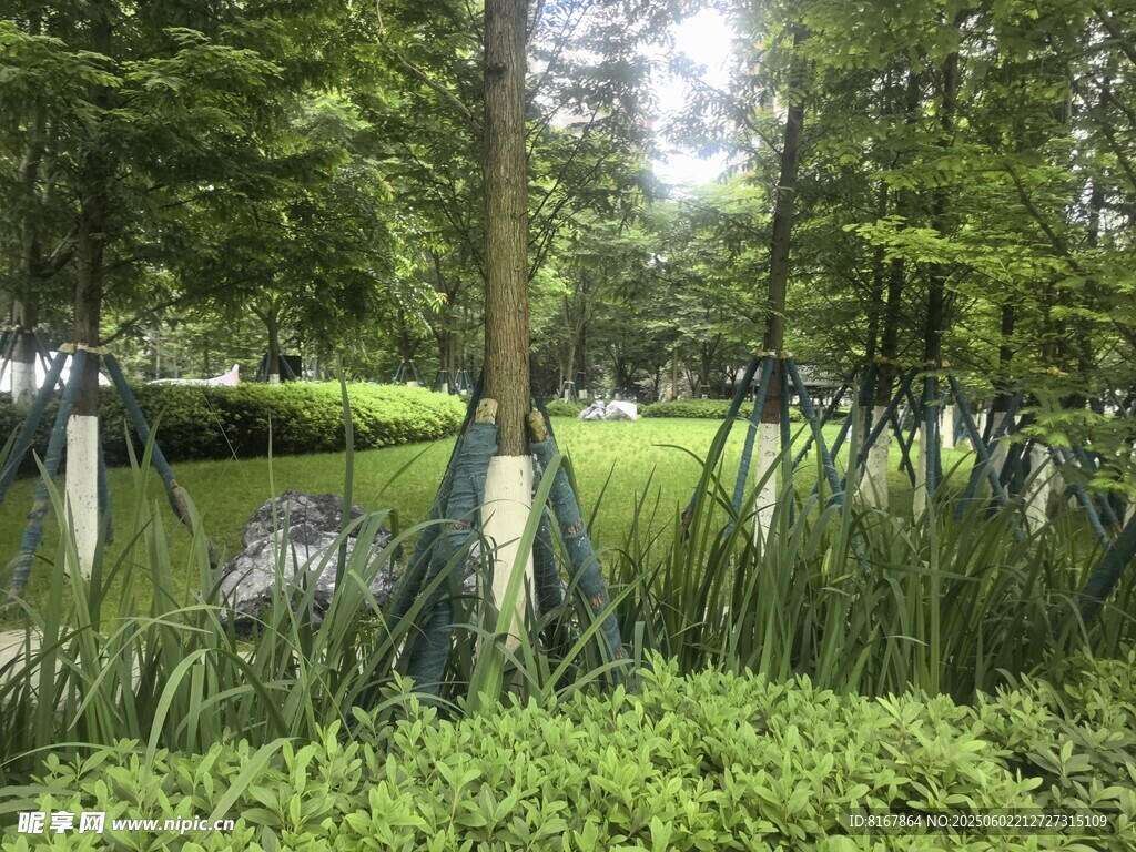 林間綠意盎然的清新景致