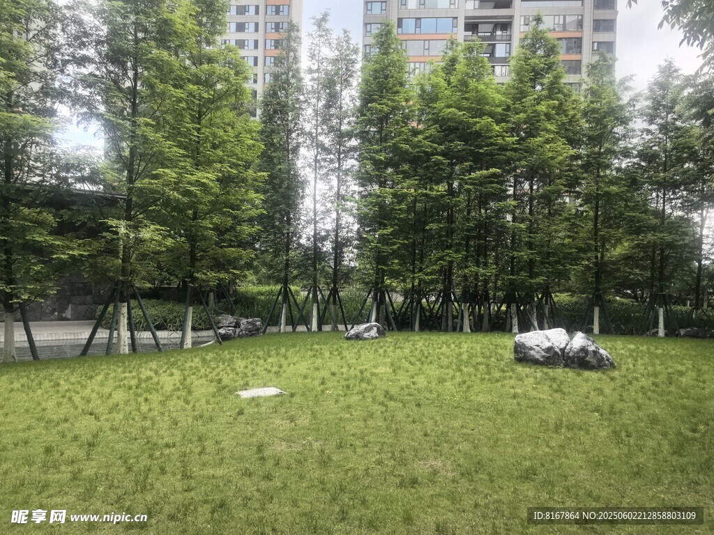 城市草地旁的綠樹與車輛