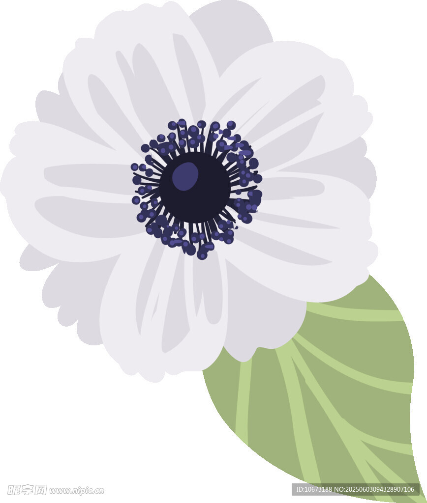 白色銀蓮花插畫