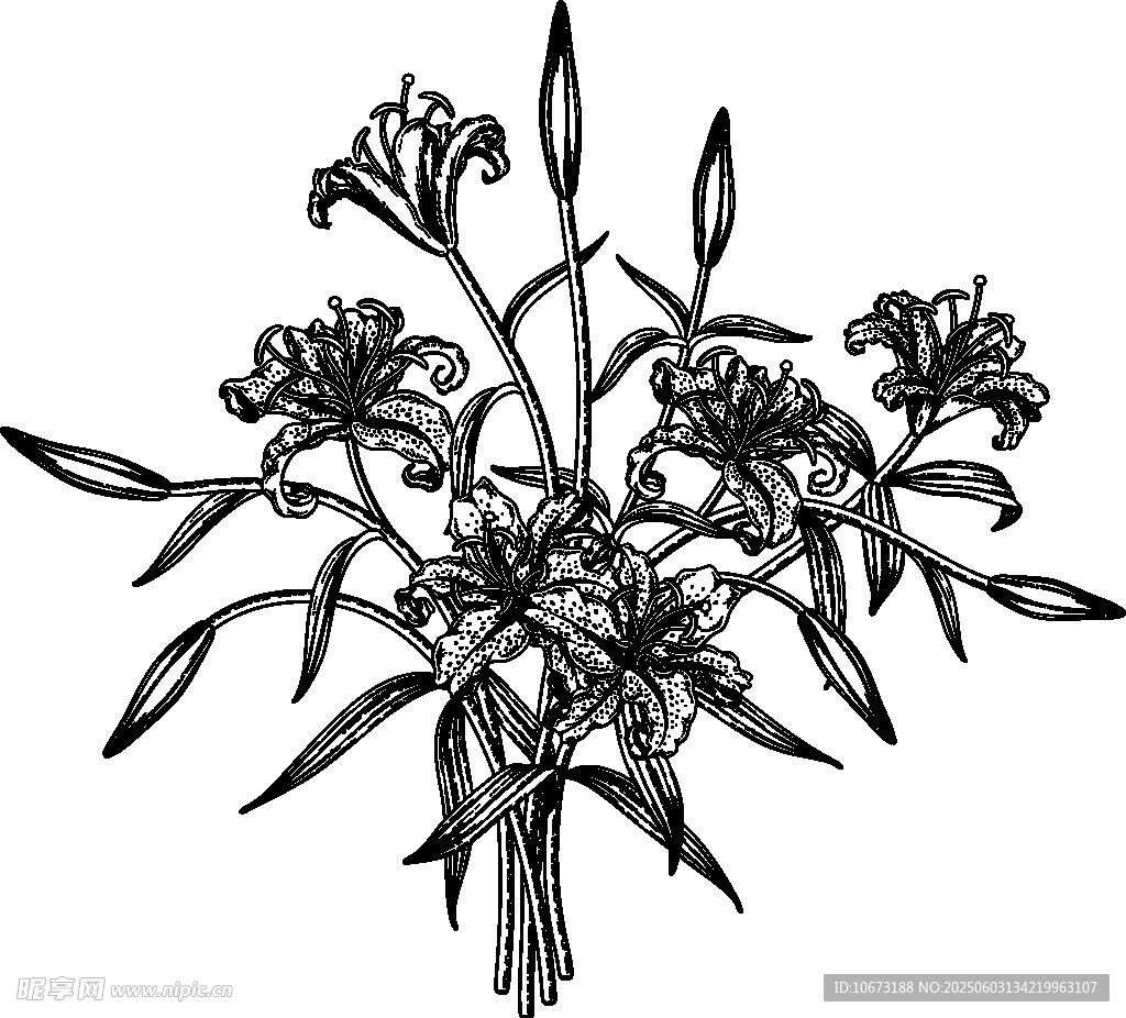 手繪百合花插畫