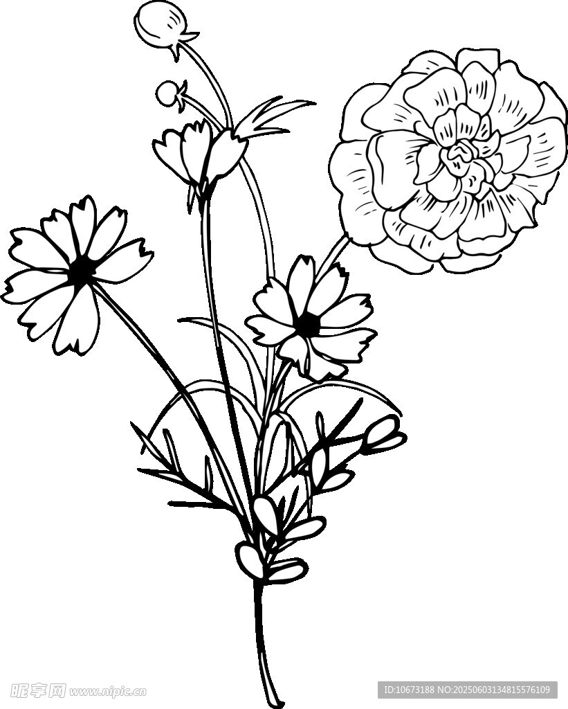手繪花卉插畫